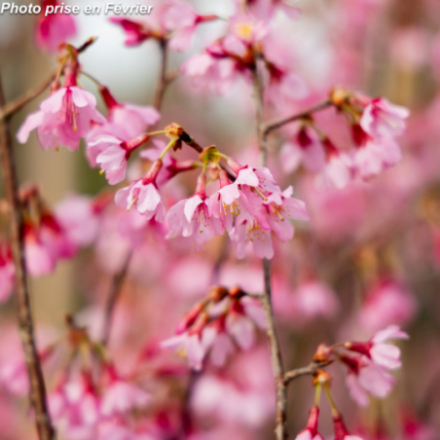 Prunus cerasifera 'Atropurpurea'
