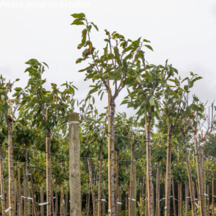 Prunus cerasus 'Bigarreau Coeur De Pigeon' - Cerisier