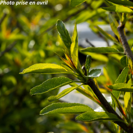Prunus dulcis 'Lauranne' - Amandier