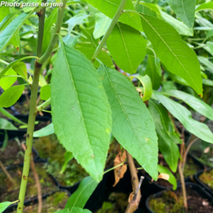Prunus dulcis 'Nut Me Almond' - Amandier nain