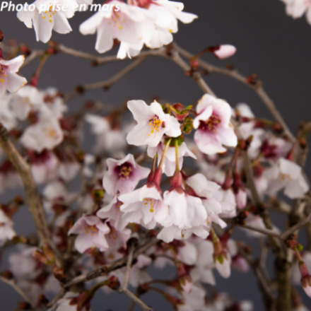 Prunus incisa 'Kojo No Mai' - Cerisier à fleurs du Japon nain