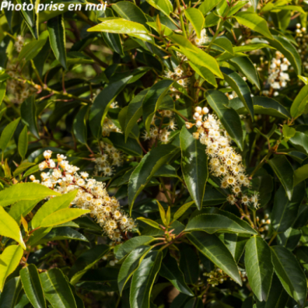 Prunus lusitanica 'Angustifolia' - Laurier du Portugal