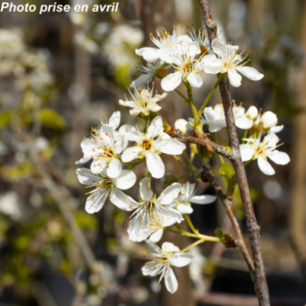 Prunus mahaleb