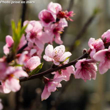 Prunus nucipersica 'Nectared' - Brugnonier