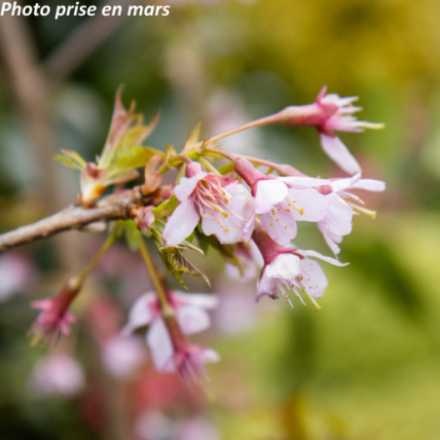Prunus 'Okame'