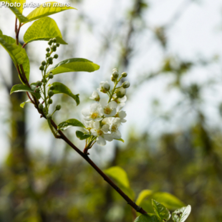 Prunus padus