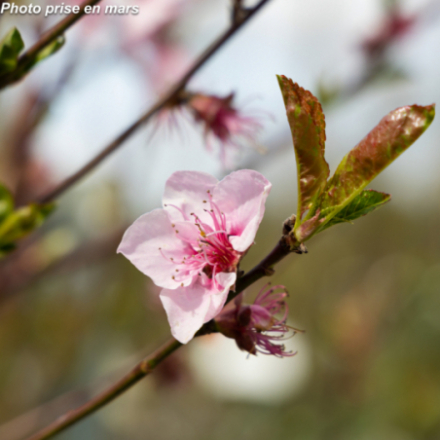 Prunus persica 'Amsden' - Pêcher