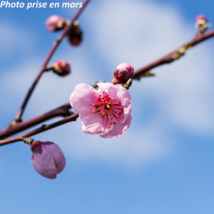 Prunus persica 'Fantasia' - Nectarine