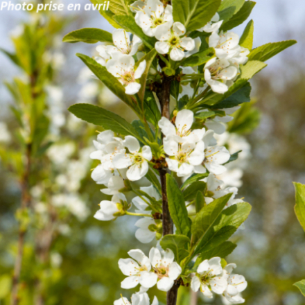 Prunus persica 'Fruit Me Necta Me' - Brugnonier nain