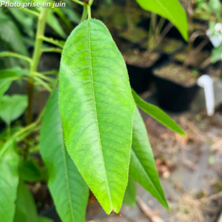 Prunus persica 'Fruit Me Peach Me Red' - Pêcher nain