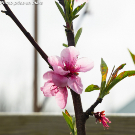 Prunus persica 'Grosse Mignonne' - Pêcher