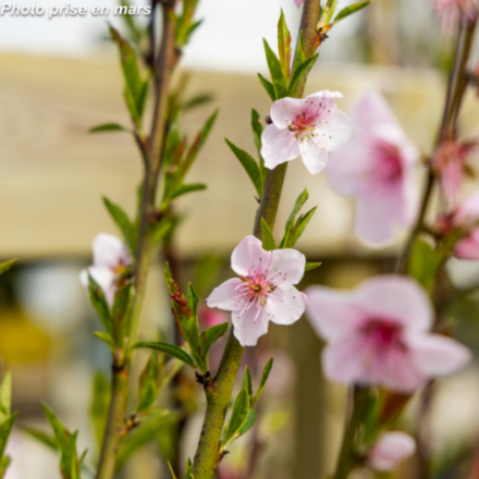Prunus persica 'Jh Hale' - Pêcher