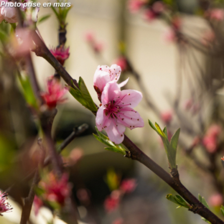 Prunus persica 'Red Top' - Pêcher