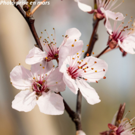 Prunus pissardii 'Nigra'