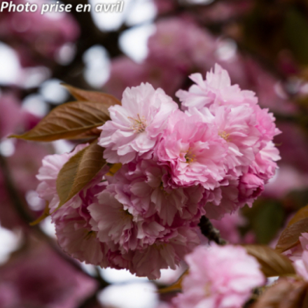 Prunus serrulata 'Kanzan'