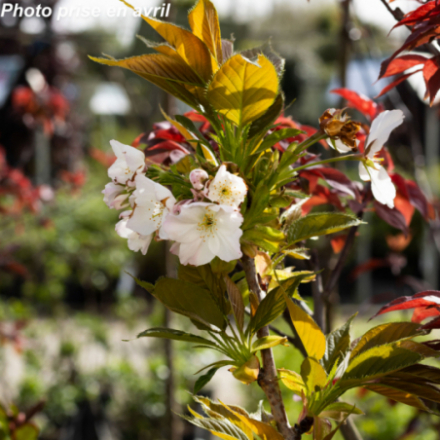 Prunus serrulata 'Shirotae'