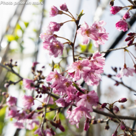 Prunus subhirtella 'Fukubana'