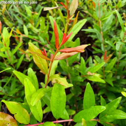 Punica granatum 'Maxima Rubra'