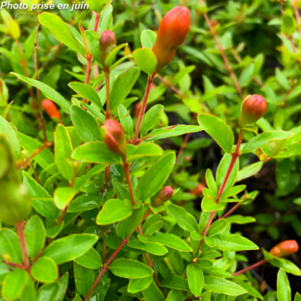 Punica granatum 'Nana Gracilissima' - Grenadier