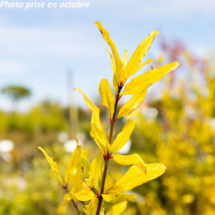 Punica granatum 'Wonderful'