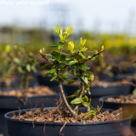 Pyracantha coccinea 'Red Column'