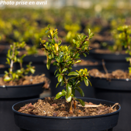 Pyracantha 'Orange'