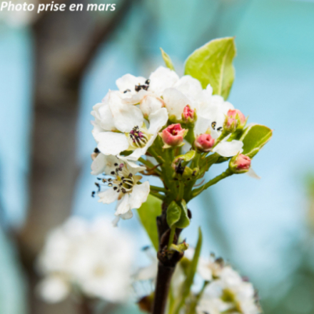 Pyrus calleryana 'Chanticleer'