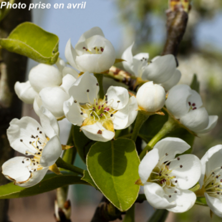 Pyrus communis 'Doyenne De Comice' - Poirier