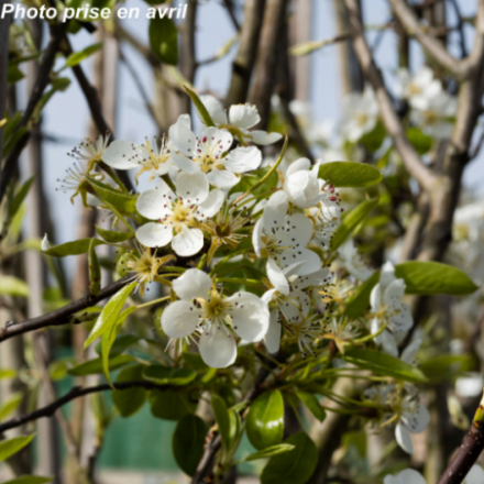 Pyrus communis 'Louise Bonne D'Avranches' - Poirier