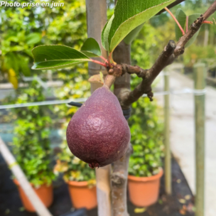 Pyrus communis 'William Rouge' - Poirier