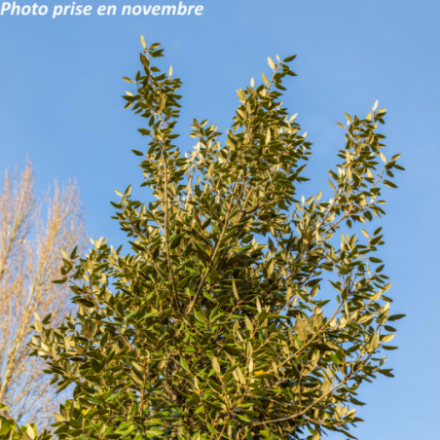 Quercus ilex - Chêne vert