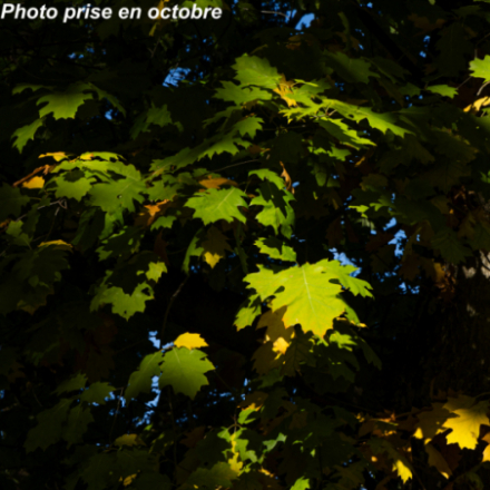 Quercus rubra
