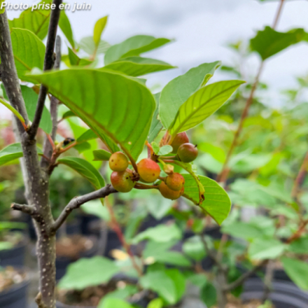 Rhamnus frangula