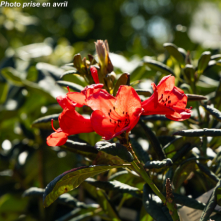Rhododendron hybride 'Elizabeth Red®'