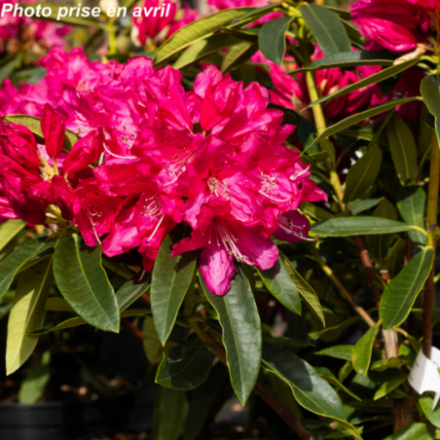 Rhododendron hybride...