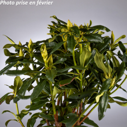 Rhododendron hybride 'Madame Masson®'