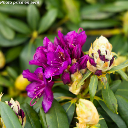 Rhododendron hybride 'Marcel Menard®'