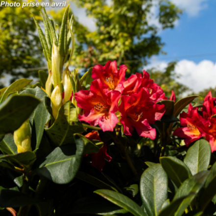 Rhododendron hybride 'Scyphocalyx'