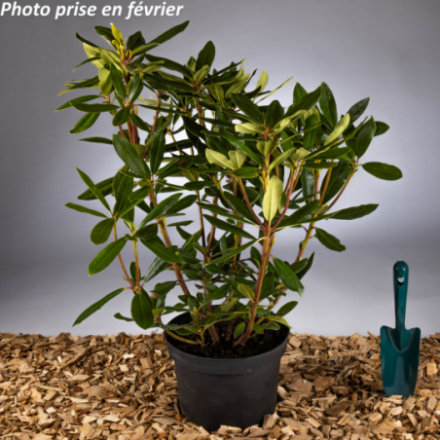 Rhododendron ponticum