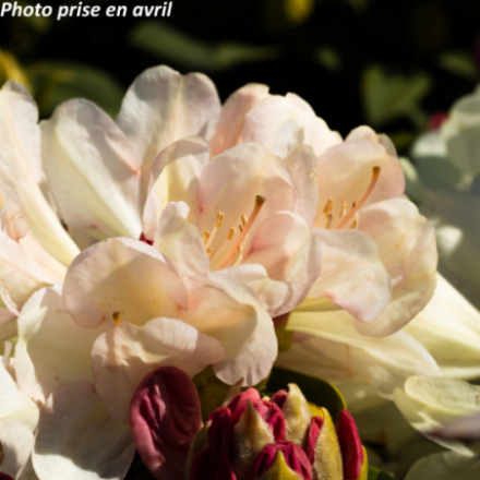 Rhododendron ponticum 'Roseum' - Rhododendron De La Mer Noire