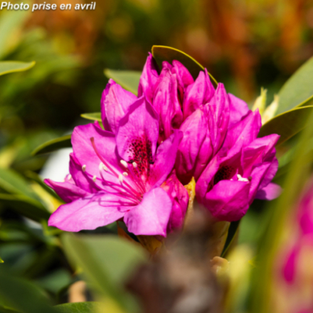 Rhododendron x 'Anna Krusche®'