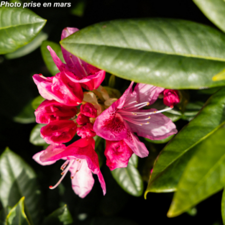 Rhododendron x 'Cosmopolitan®'