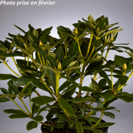 Rhododendron x 'Cunninghams White®'