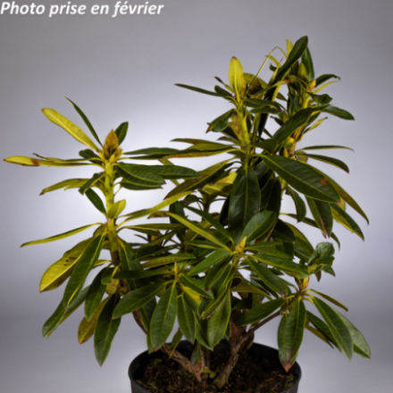 Rhododendron x 'David®'