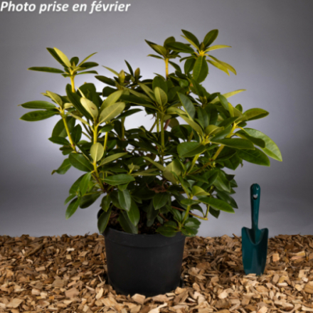 Rhododendron x 'Docteur Albert Schweitzer®'
