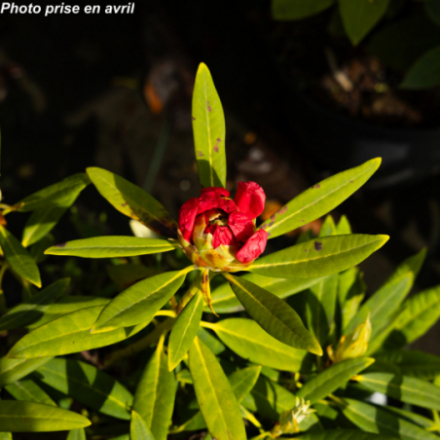 Rhododendron x 'Eucharitis'