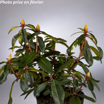Rhododendron x 'Half Dan Lem®'