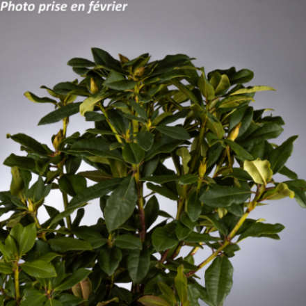 Rhododendron x 'Lord Roberts®'