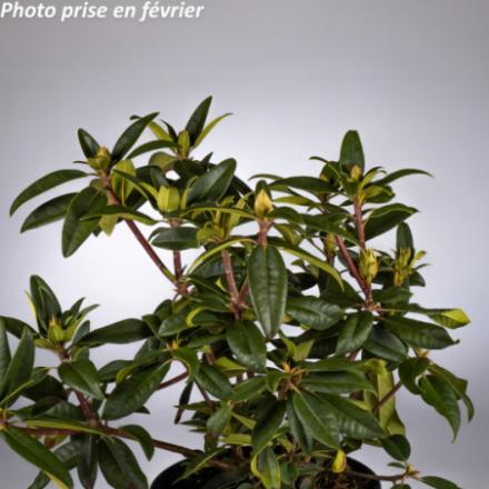 Rhododendron x 'Marie Fortier®'