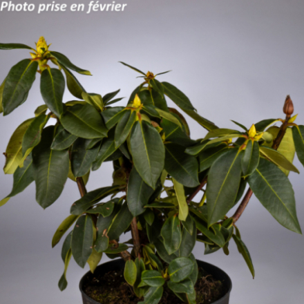 Rhododendron x 'Markeetas Prize®'